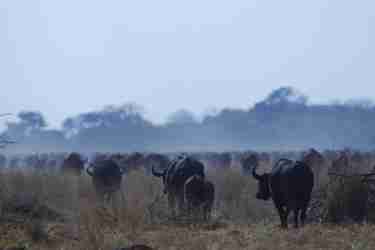 buffalo chobe botswana yellow zebra safaris