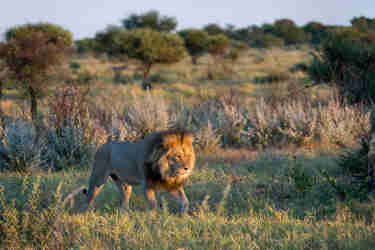 black mane lion kalahari plains camp botswana yellow zebra safaris