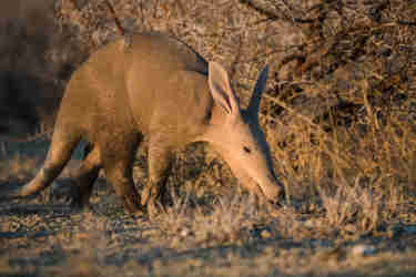 aardvark namibia etosha yellow zebra safaris