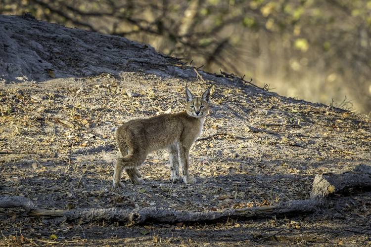 caracal botswana yellow zebra safaris