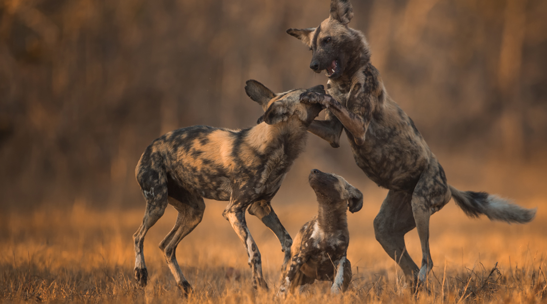 wild dog south africa wildlife yellow zebra safaris