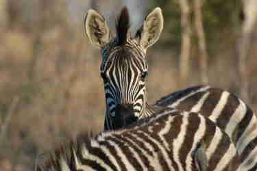 zebra plains game south africa wildlife yellow zebra safaris