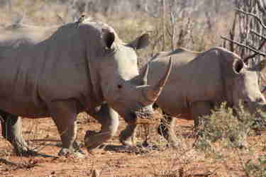 rhinos big five south africa wildlife yellow zebra safaris