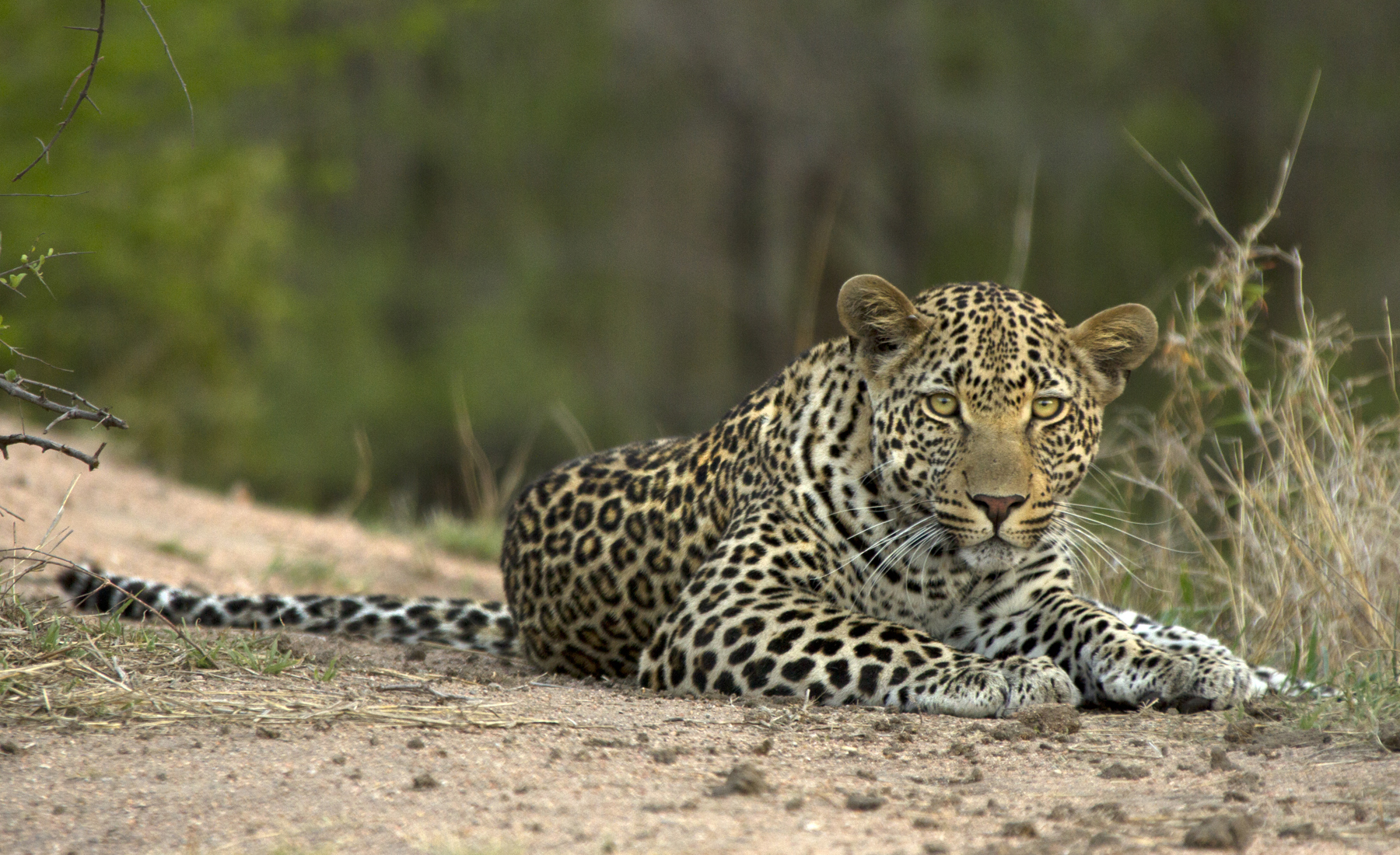 leopard south africa wildlife yellow zebra safaris