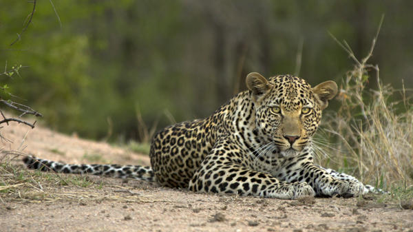 leopard south africa wildlife yellow zebra safaris
