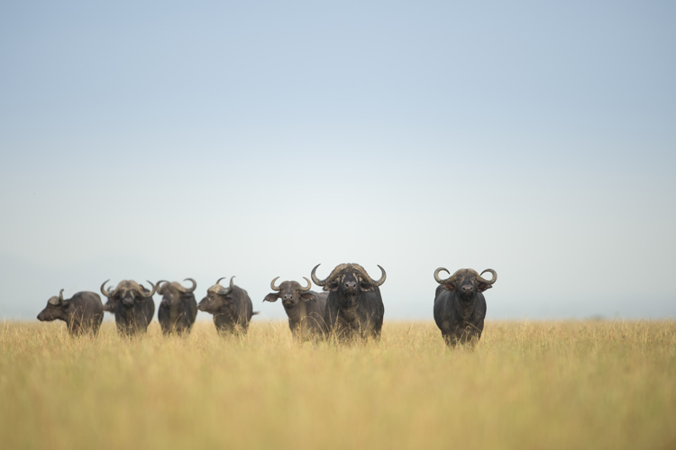buffalo big five tanzania wildlife yellow zebra safaris