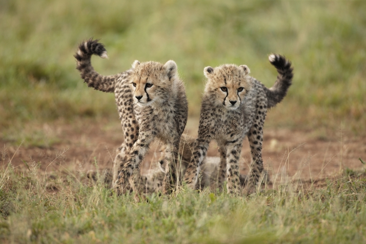 cheetah  wildlife tanzania wildlife yellow zebra safaris