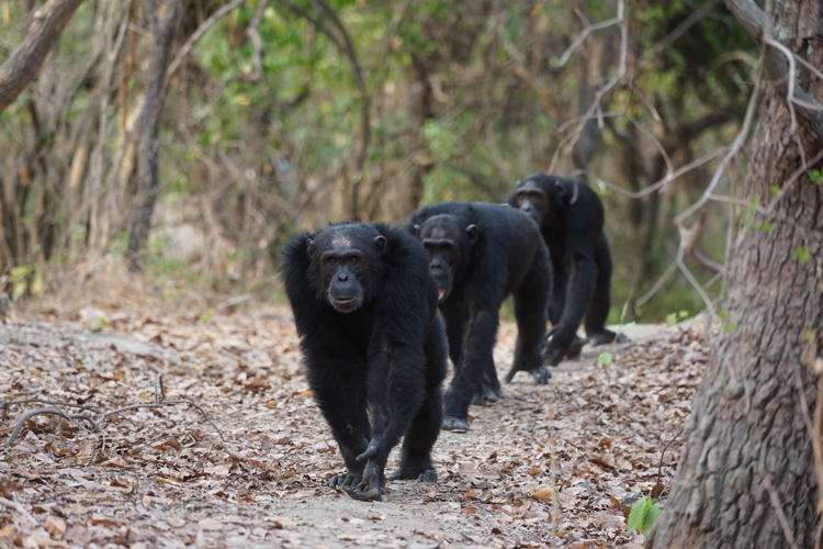 chimpanzees mahale wildlife tanzania wildlife yellow zebra safaris
