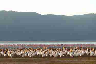 flamingoes pelicans birdlife tanzania wildlife yellow zebra safaris