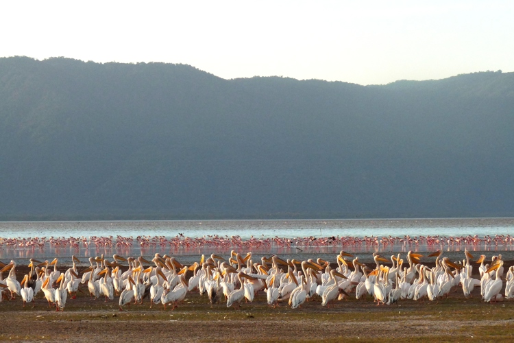 flamingoes pelicans birdlife tanzania wildlife yellow zebra safaris