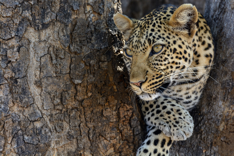 leopard big five tanzania wildlife yellow zebra safaris