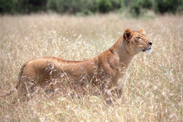 lioness big five tanzania wildlife yellow zebra safaris