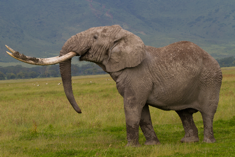 tusker elephant big five tanzania wildlife yellow zebra safaris