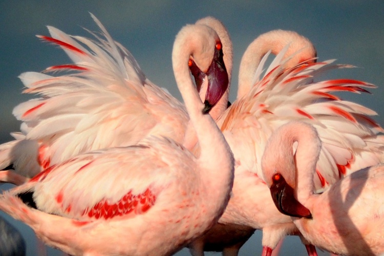 flamingos birdlife tanzania wildlife yellow zebra safaris