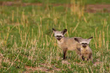 bat ear fox tanzania wildlife yellow zebra safaris
