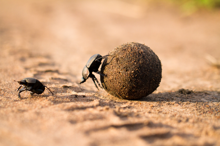 dung beetle tanzania wildlife yellow zebra safaris