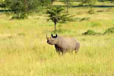 rhino tanzania wildlife yellow zebra safaris
