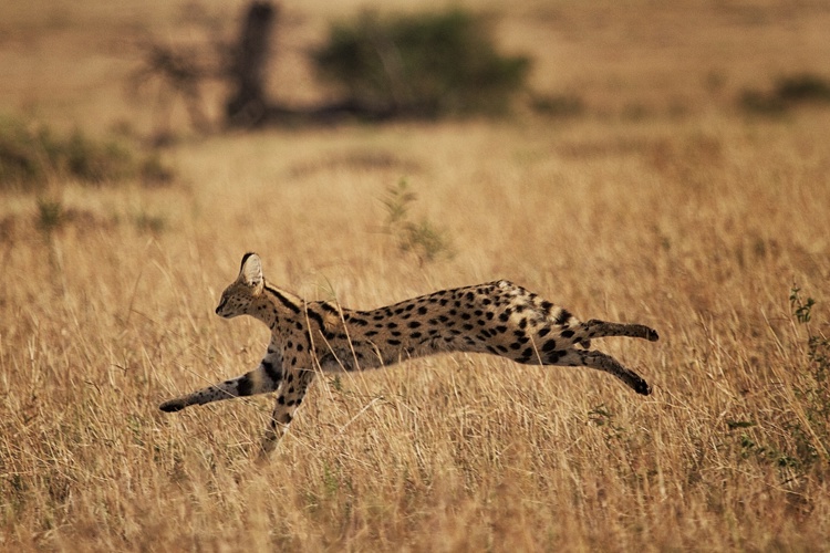 serval tanzania wildlife yellow zebra safaris