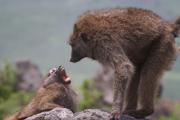 baboon tanzania wildlife yellow zebra safaris