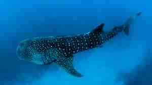 whale shark africa yellow zebra safaris