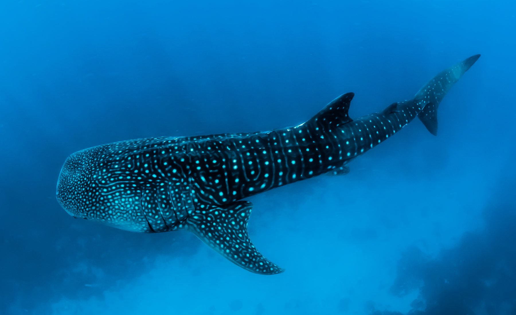 whale shark africa yellow zebra safaris