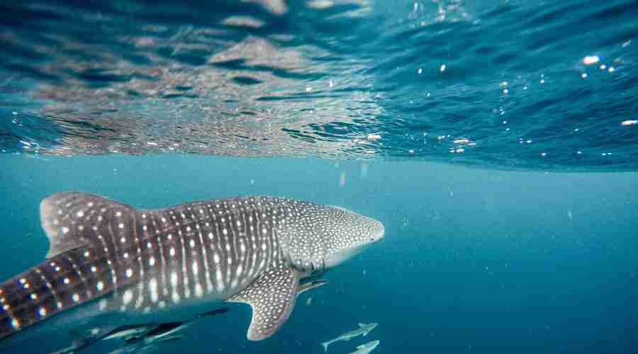 swimming with whale shark africa yellow zebra safaris