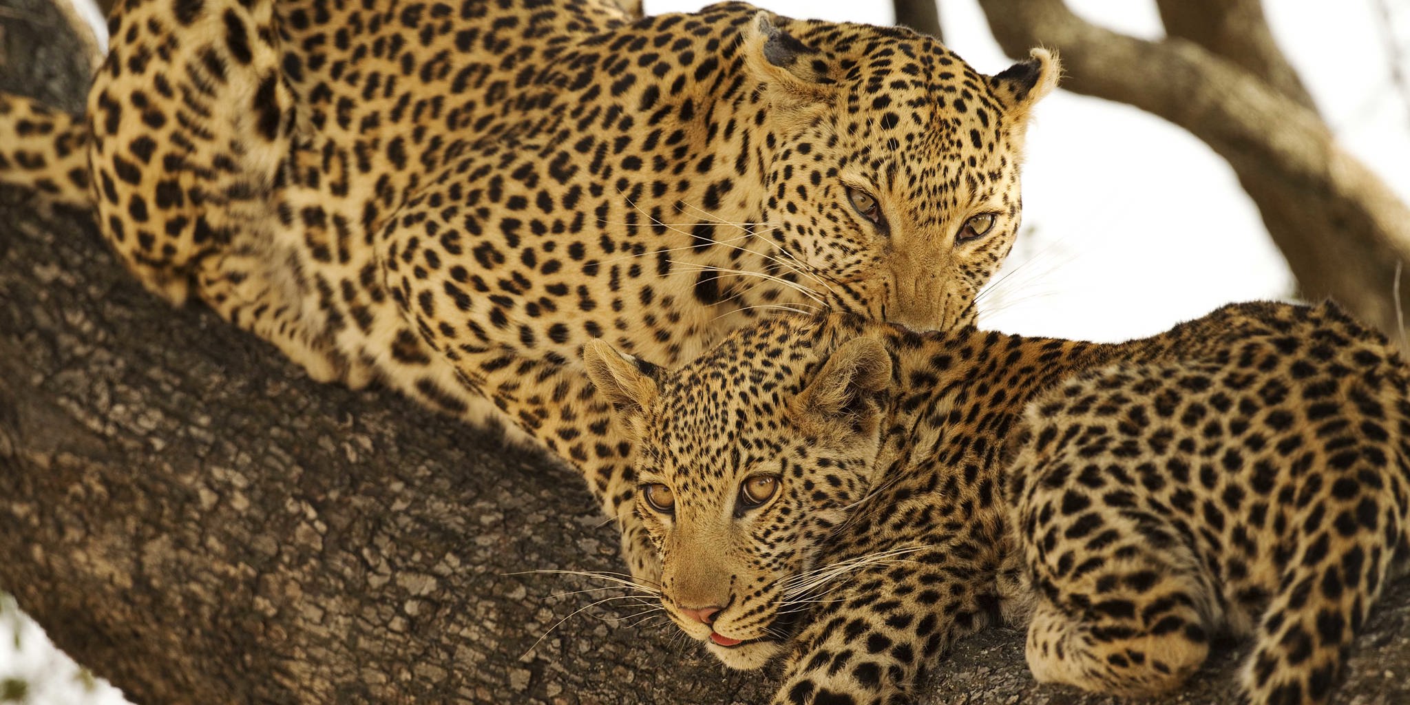 Leopards wildlife Shinde Okavango Delta Botswana Yellow Zebra Safaris