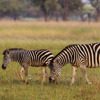 Zebras wildlife Shinde Okavango Delta Botswana Yellow Zebra Safaris