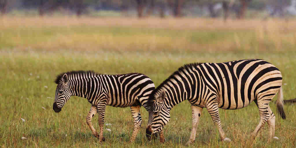 Zebras wildlife Shinde Okavango Delta Botswana Yellow Zebra Safaris