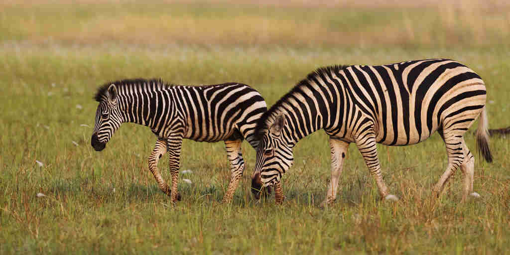 Zebras wildlife Shinde Okavango Delta Botswana Yellow Zebra Safaris