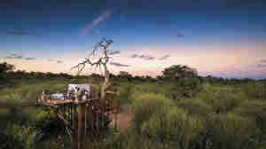chalkley treehouse lion river sabi sands yellow zebra safaris