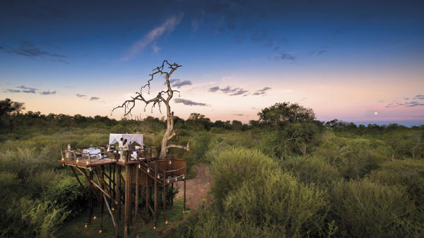 chalkley treehouse lion river sabi sands yellow zebra safaris