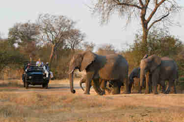 elephants Londolozi Varty Sabi Sands Yellow Zebra Safaris