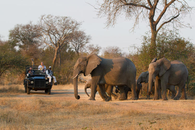 elephants Londolozi Varty Sabi Sands Yellow Zebra Safaris