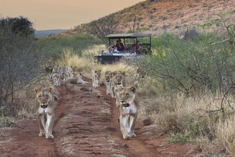 game drives tuningi madikwe yellow zebra safaris