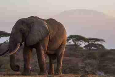 Big Five animals in Kenya see elephants with Yellow Zebra