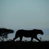 Lion in Maasai Mara Kenya with Yellow Zebra