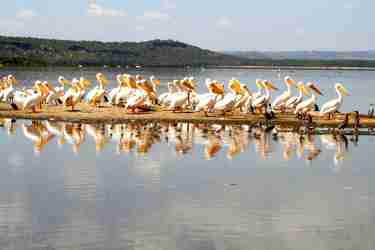Pelicans in Kenya with Yellow Zebra