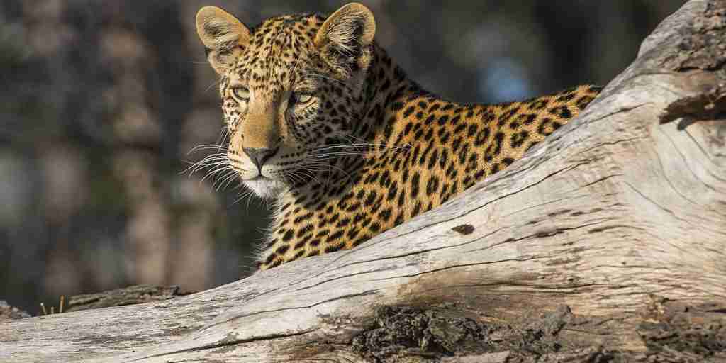 Leopard wildlife in the Linyanti