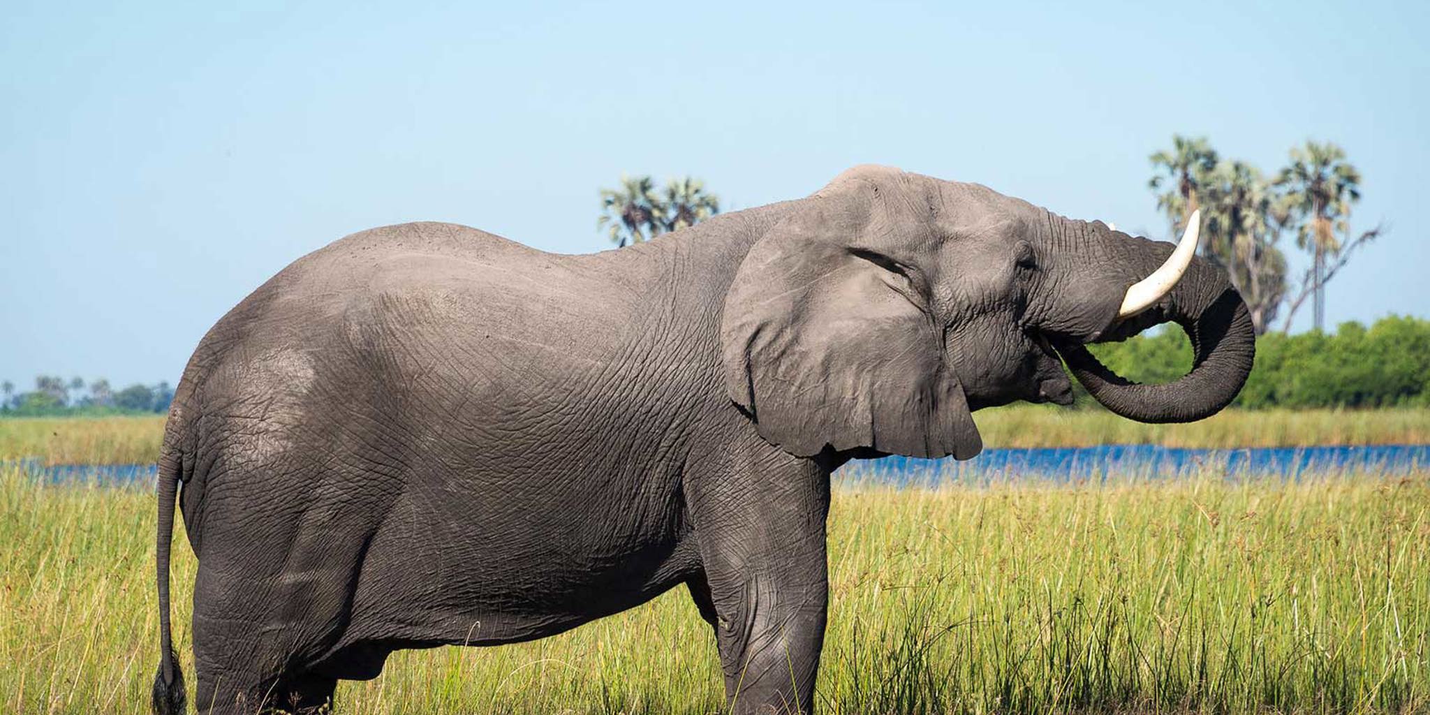 Elephant wildlife DumaTau Camp Botswana