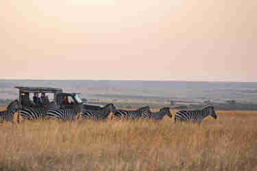 Zebras seen on game drive at Offbeat Mara safari lodge