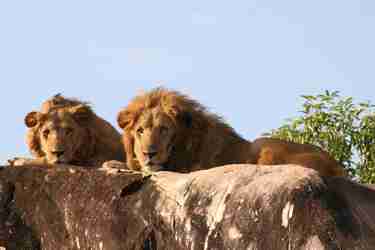 Male lions, Kidepo Valley National Park, Uganda