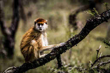 Patas monkey, Uganda wildlife guide