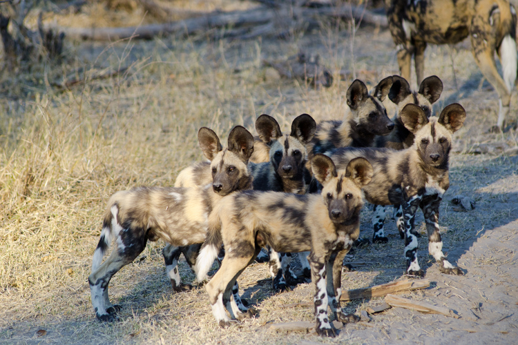 African Wild Dog pups, Botswana Safari, Africa