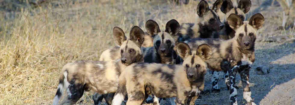 African Wild Dog pups, Botswana Safari, Africa