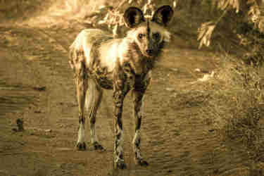 African Wild Dog, Linyanti Savute, Botswana, Africa