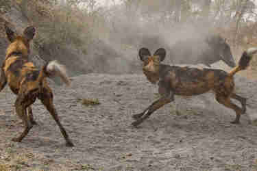 African Wild Dogs hunting, Linyanti Savute, Botswana