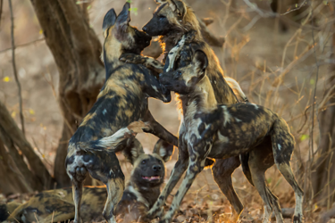 African Wild Dogs in Mana Pools, Zimbabwe