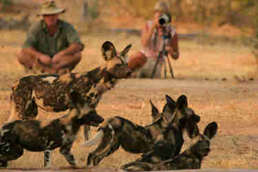 African Wild Dogs in Zimbabwe reserve