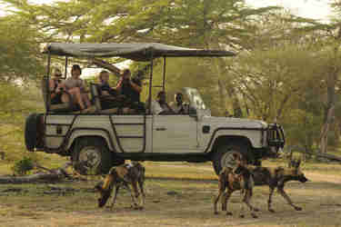 Wild Dog, Lake Manze Tented Camp, Selous, Tanzania